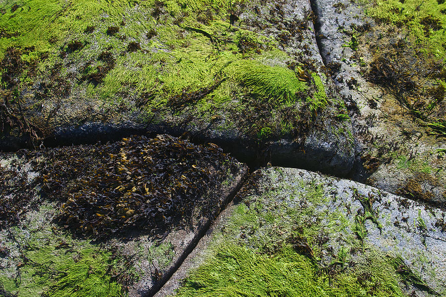 Split Rock Green 3 Photograph by David Kleinsasser