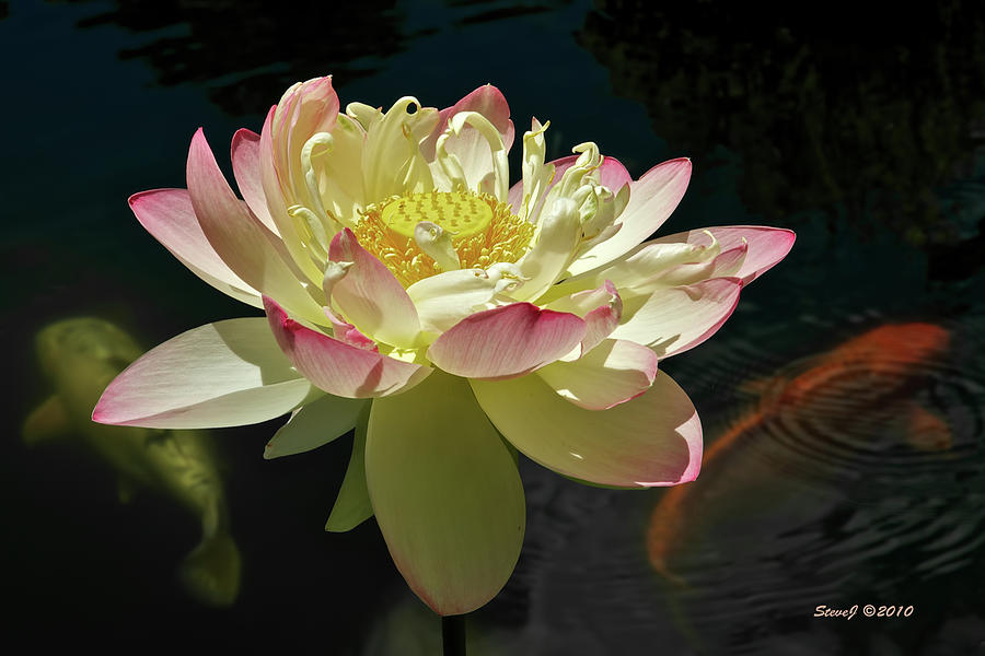 Splitting the Lotus Photograph by Stephen Johnson