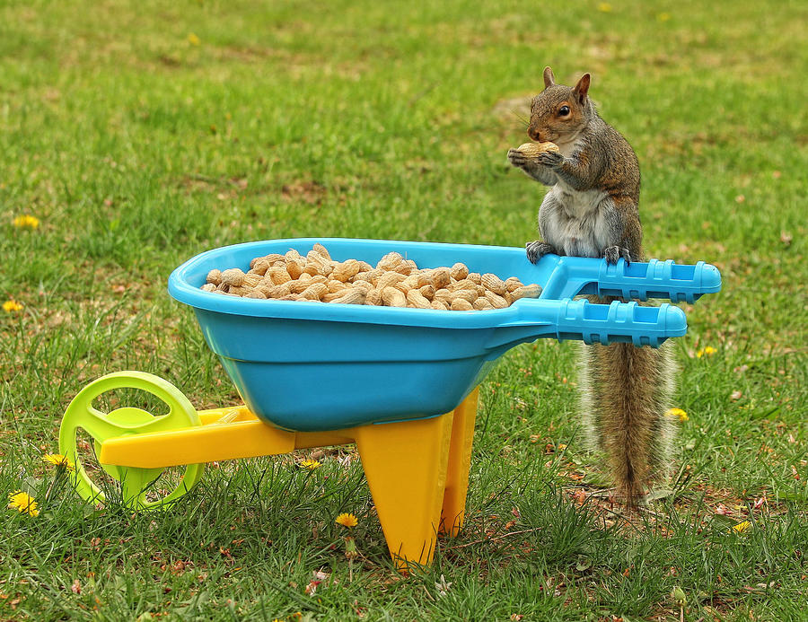 Spoiled Squirrel Photograph by Pat Abbott