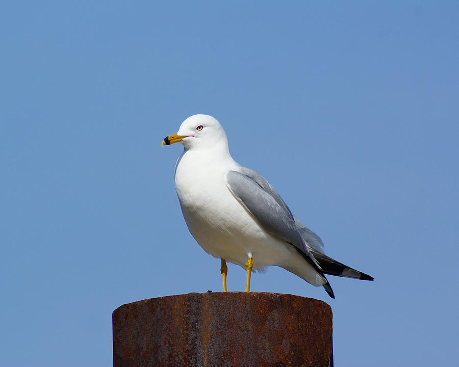 Spokane Seagull Photograph by Ben Upham III