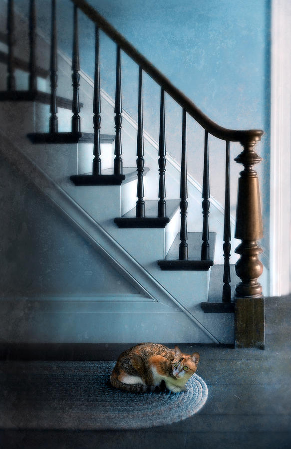 Spooked Cat by Stairs Photograph by Jill Battaglia