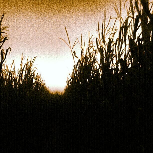 Spooky Corn Photograph by Ryan Mckelvey
