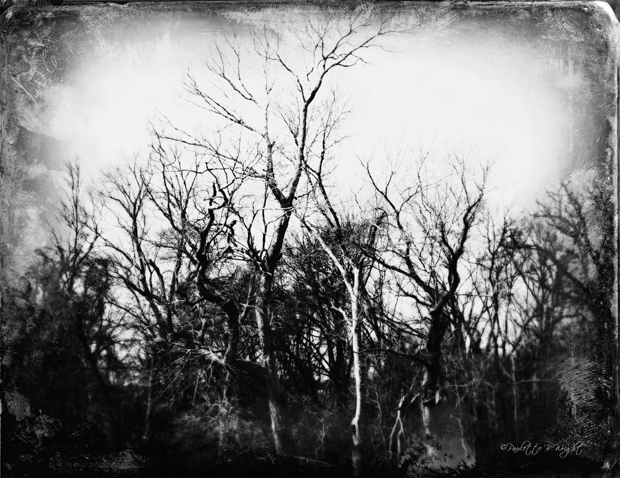 Spooky Forest Photograph by Paulette B Wright