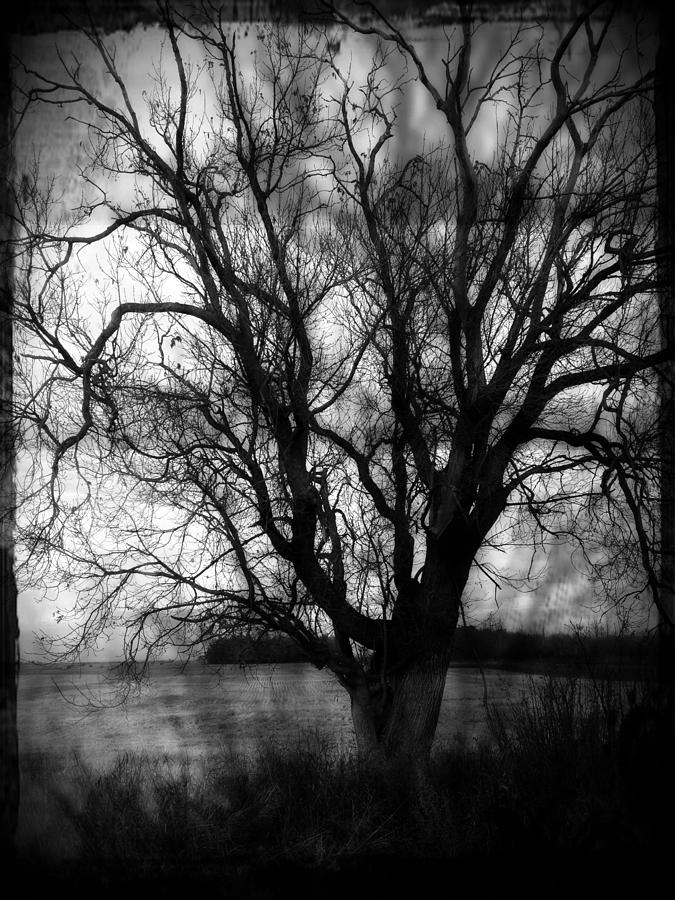 Spooky Tree Photograph - Spooky Tree Fine Art Print