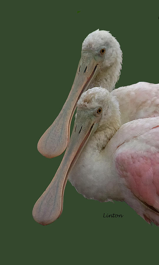 Spoonbill Pair Photograph by Larry Linton
