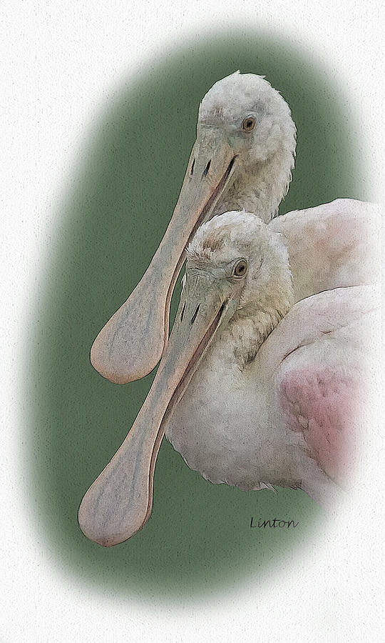 Bird Digital Art - Spoonbill Twins by Larry Linton