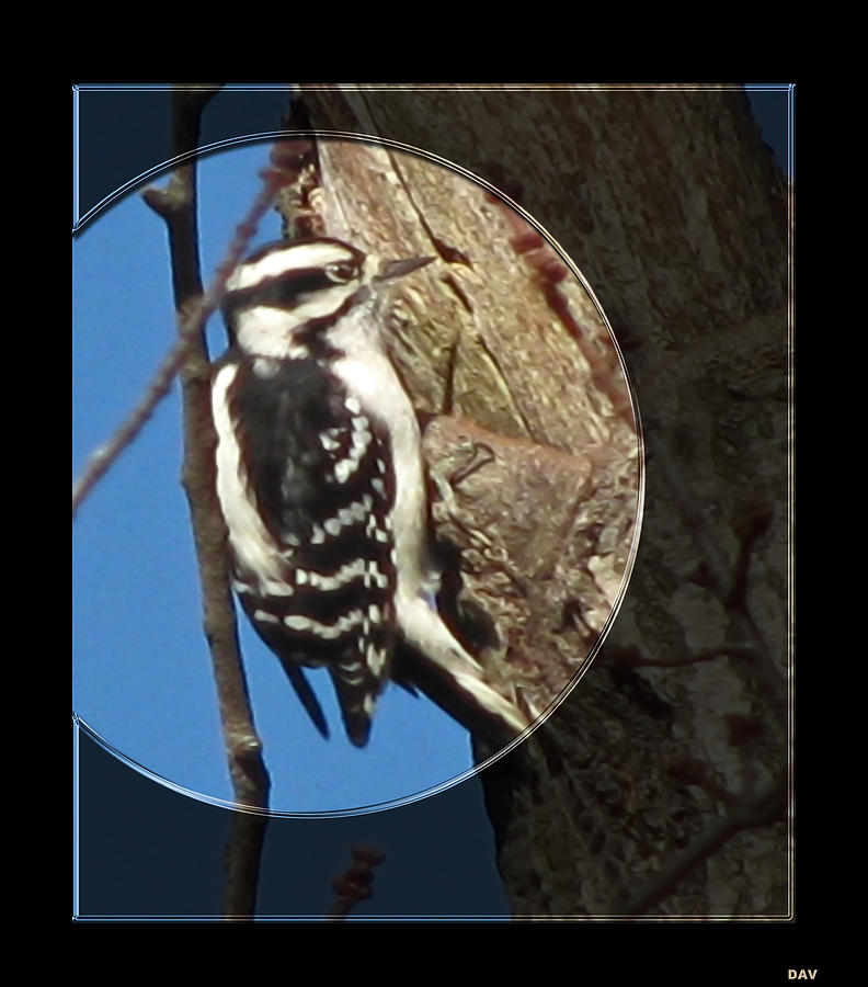 Wildlife Photograph - Spot Lite Woodpecker by Debra     Vatalaro