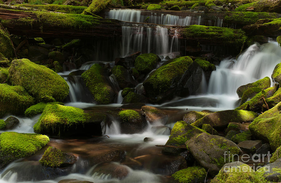 Olympic National Park Photograph - Wandering Mossy Creek Falls by Mike Reid