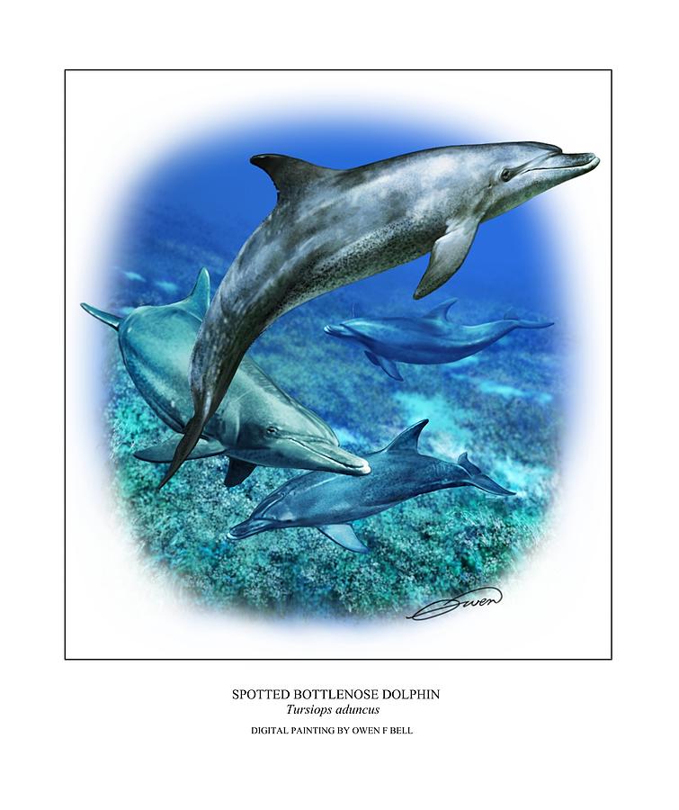 Spotted Bottlenose Dolphin Digital Art by Owen Bell