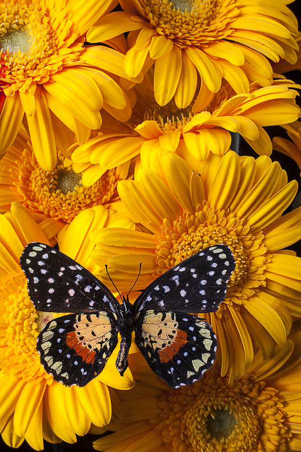 Spotted butterfly on yellow mums Photograph by Garry Gay - Fine Art America