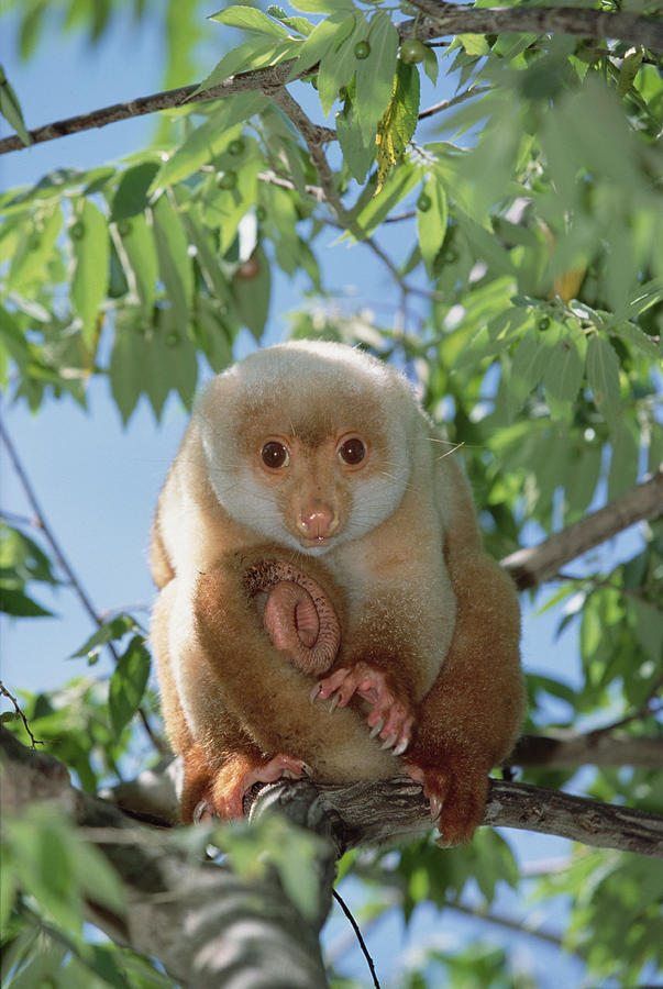 Spotted Cuscus Phalanger Maculatus Photograph by Konrad Wothe