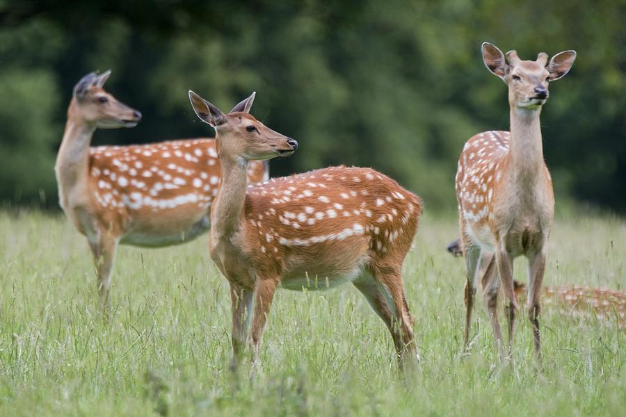 Spring Photograph - Spotted Deer, Harrogate, Yorkshire by John Short