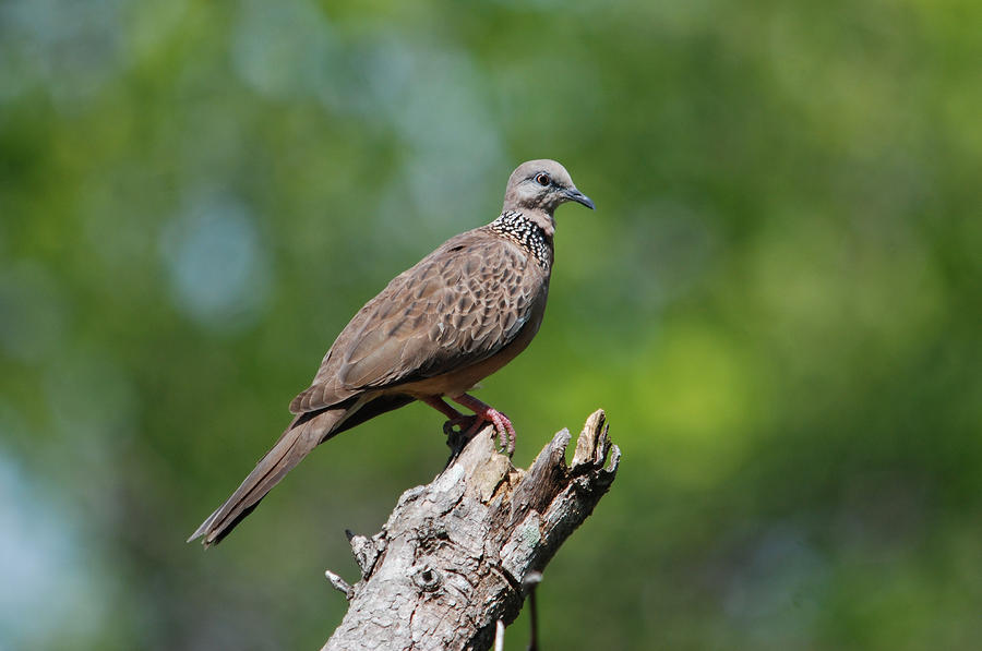 Spotted Dove  Photograph by Perry Van Munster