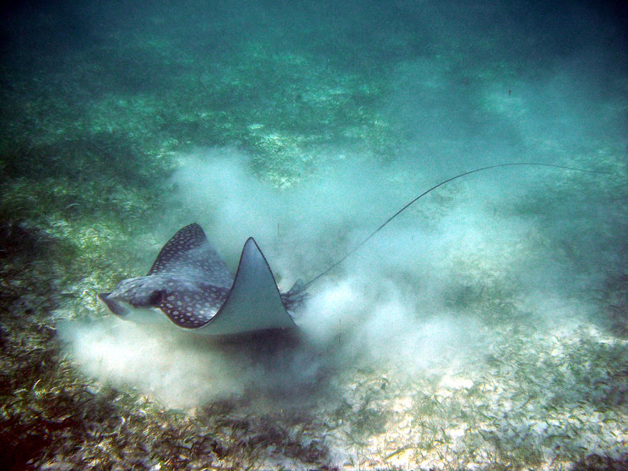 Spotted Eagle Ray Feeding Photograph by David Wohlfeil