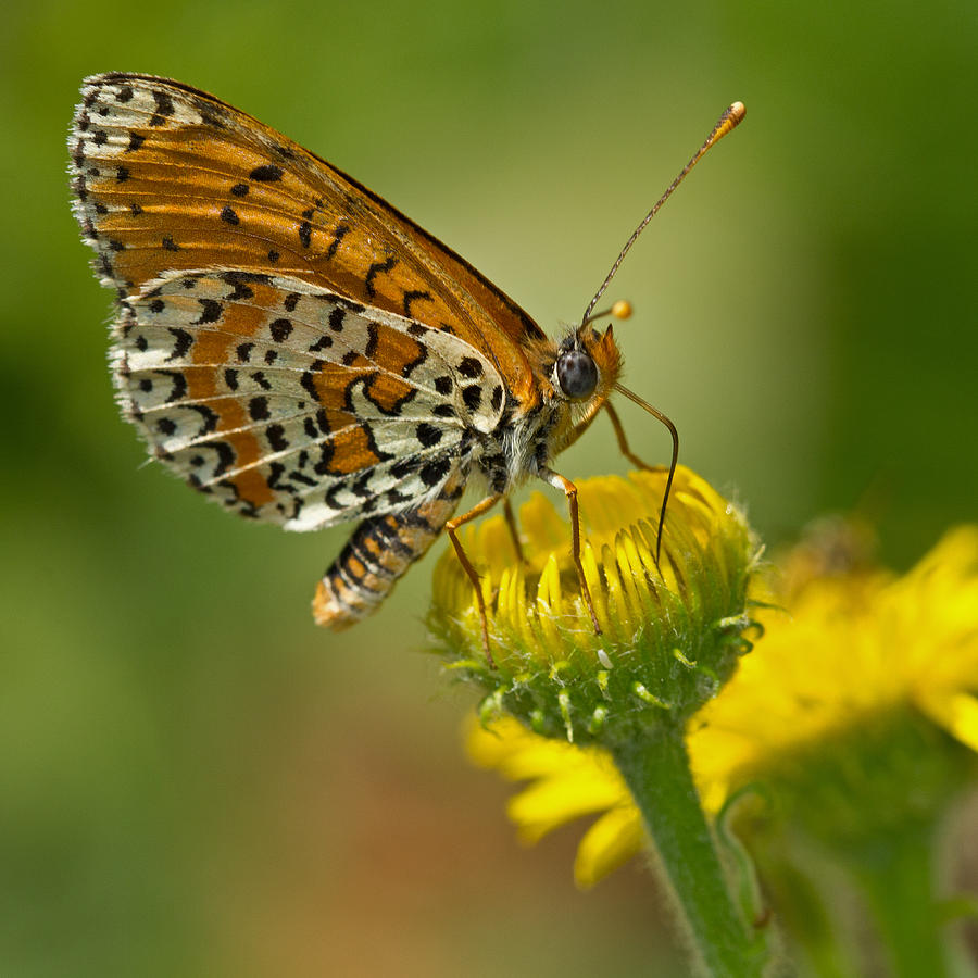Butterfly Photograph - Spotted Fritillary by Anne Sorbes