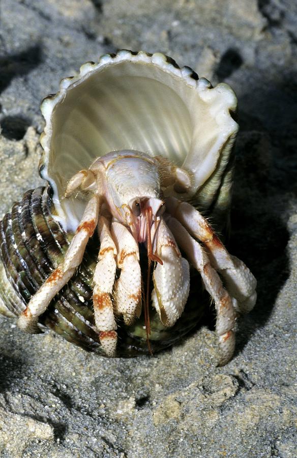 Spotted Hermit Crab In A Conch Shell Photograph by Chris Hellier