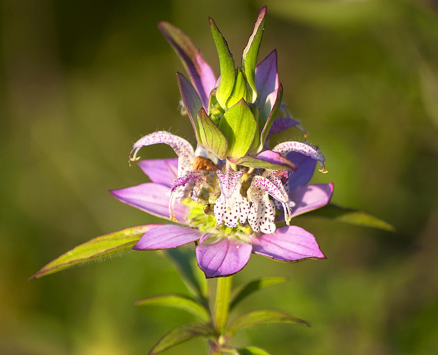 Spotted Horsemint Photograph by Kenneth Albin