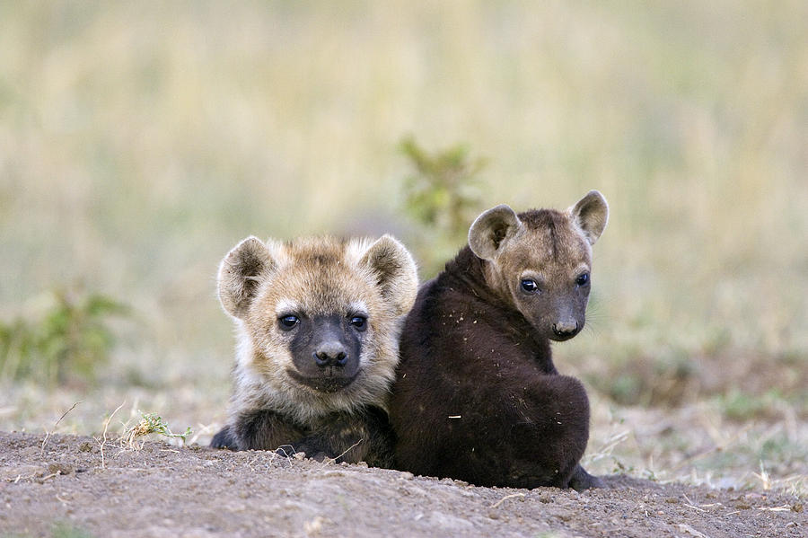 Spotted Hyena 8 Wk Old Cub And 4 Month Photograph by Suzi Eszterhas