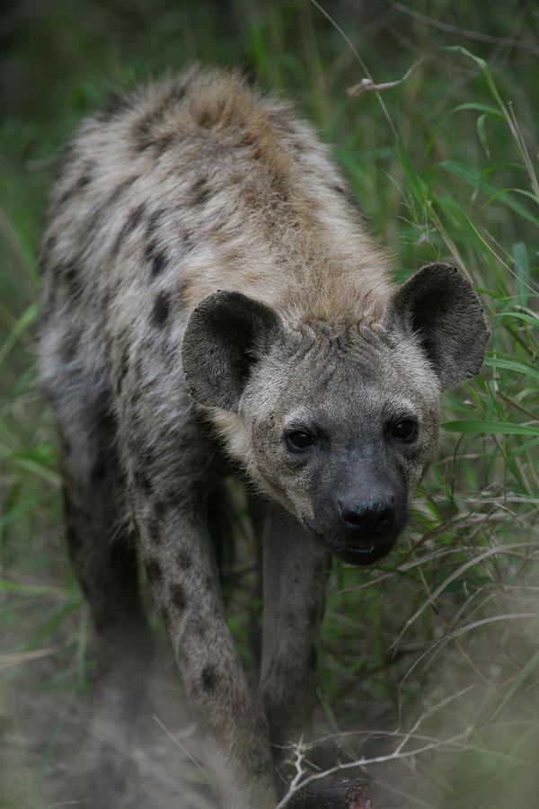 Spotted Hyena Photograph by Bruce J Robinson