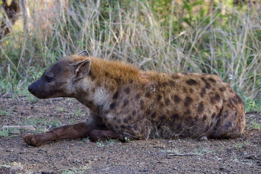 Spotted hyena Photograph by Perry Van Munster