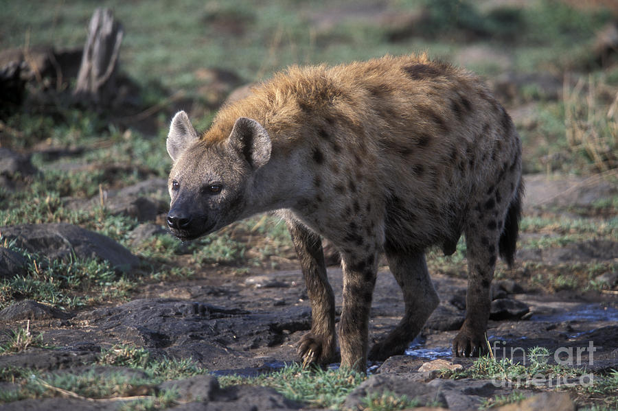 Spotted Hyena Photograph by Sandra Bronstein