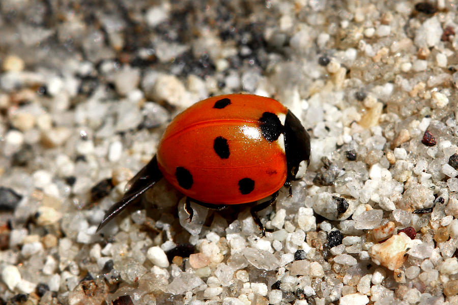 Spotted Ladybug Wings Dragging In Sand by Tracie Kaska