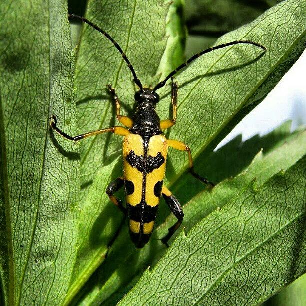 Summer Photograph - Spotted Longhorn #beetle #barnstaple by Robin Beer