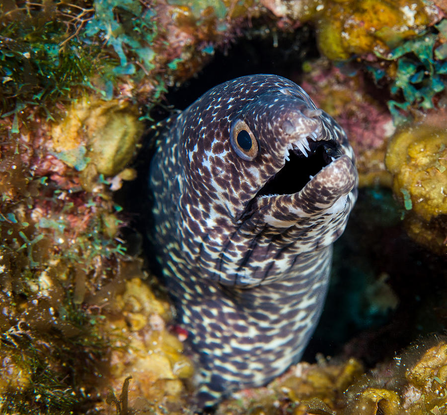 Spotted Moray Eel Photograph By Jean Noren