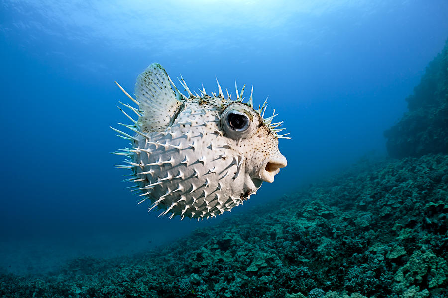 Spotted Porcupinefish Photograph by Dave Fleetham