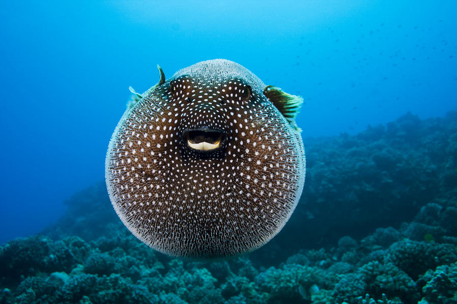 Spotted Pufferfish by Dave Fleetham - Printscapes