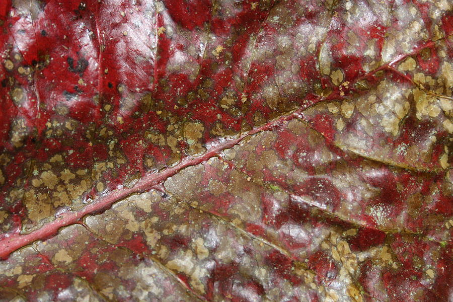 Spotted Red Leaf Photograph by Jennifer Bright Burr