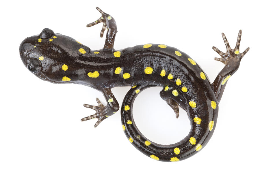 Spotted Salamander Connecticut Photograph by Piotr Naskrecki