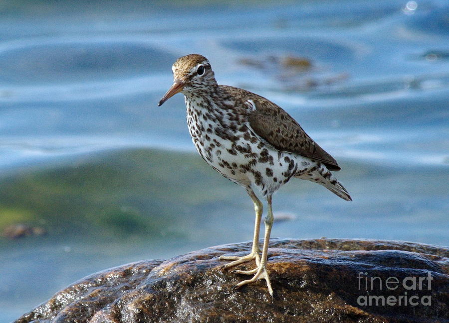 Spotted Sand Piper 6 Photograph by Andrea Kollo - Fine Art America