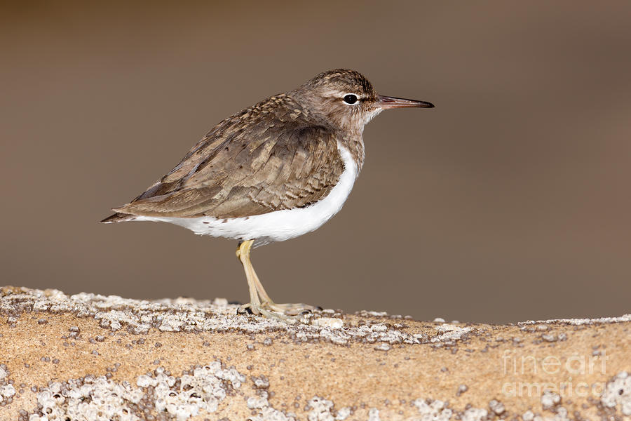 Spotted Sandpiper Photograph by Clarence Holmes