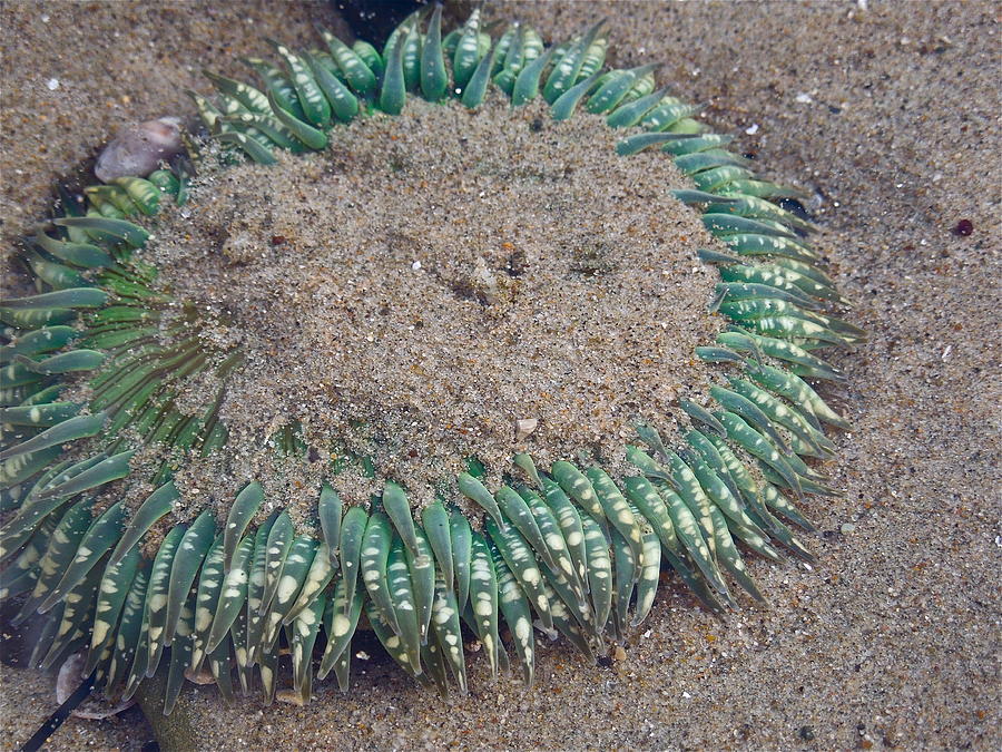 Spotted Sea Anemone Photograph by Diana Hatcher