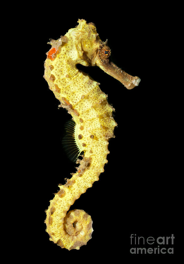 Fish Photograph - Spotted seahorse  by Johan Larson