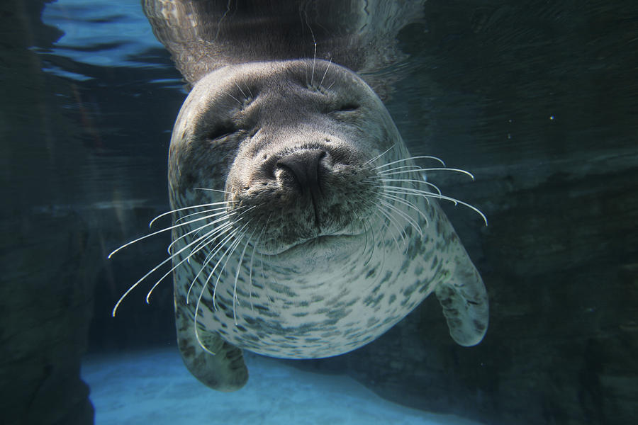 Spotted Seal Phoca Largha, Japan Photograph by Hiroya Minakuchi