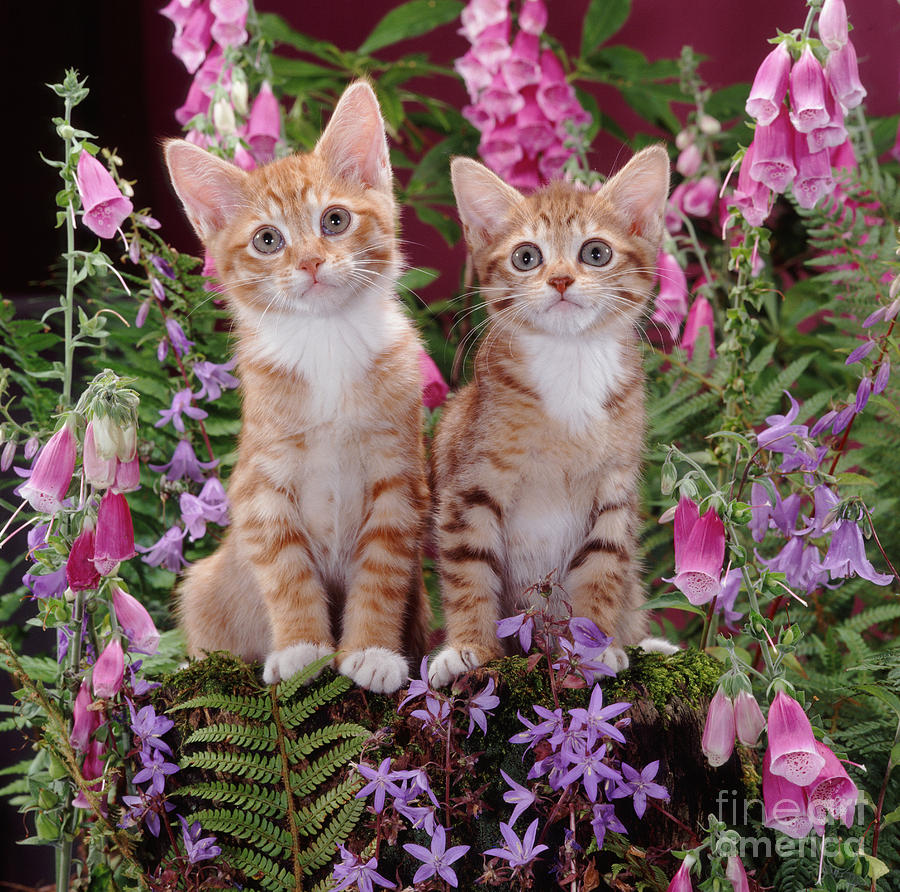 Animal Photograph - Spotted Tabby Kittens by Jane Burton
