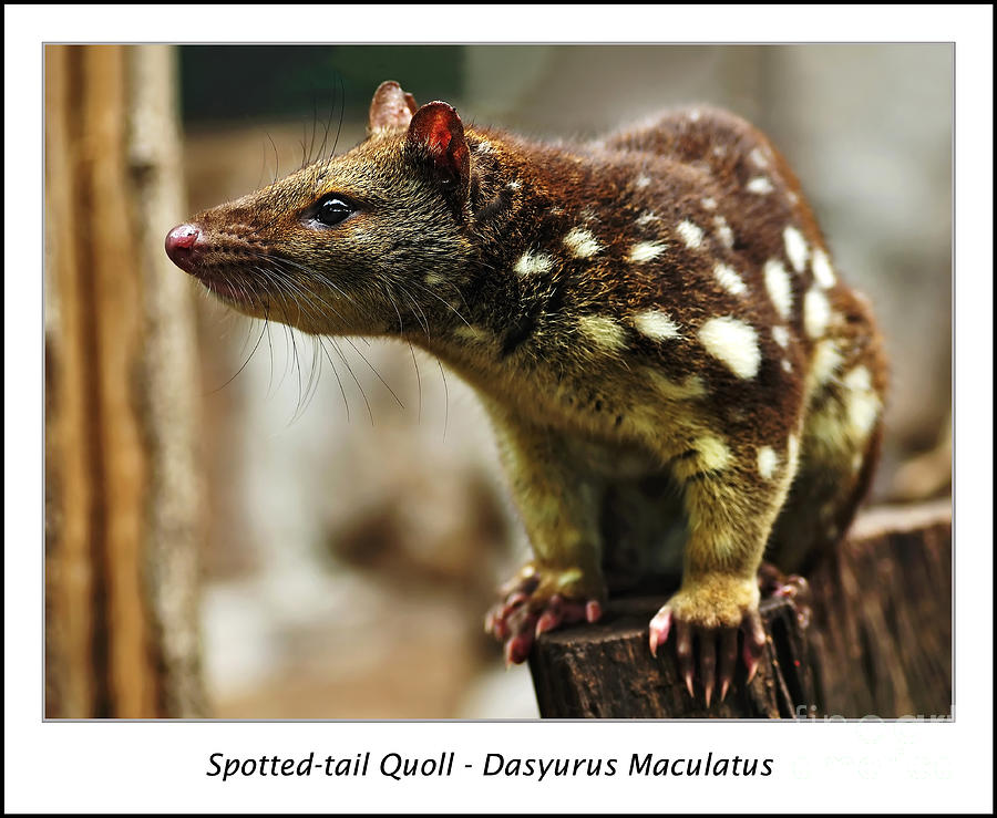 Animal Photograph - Spotted-tail Quoll by Kaye Menner