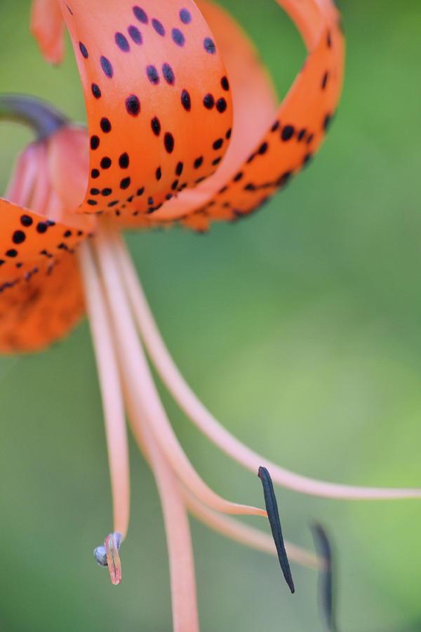 Lily Photograph - Spotted Tiger by JD Grimes