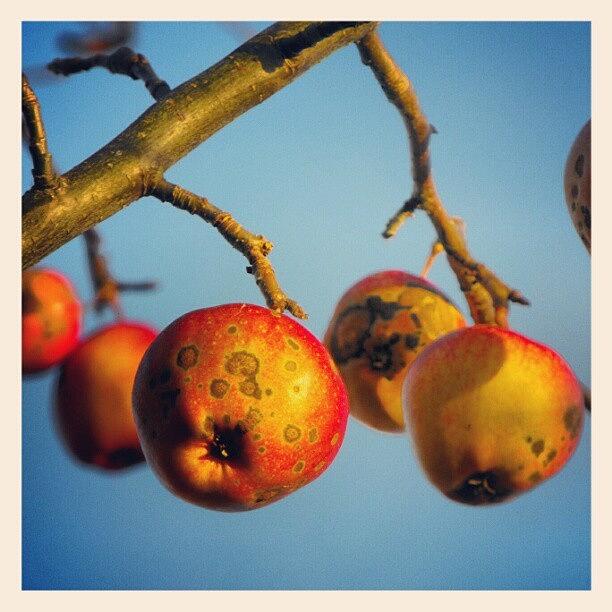 Fall Photograph - #spotted #wild #apples On #sunset From by Linandara Linandara