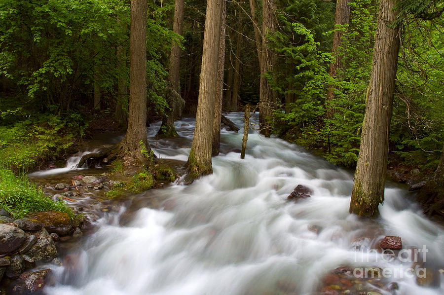 Sprague Creek Photograph by Steve Stuller