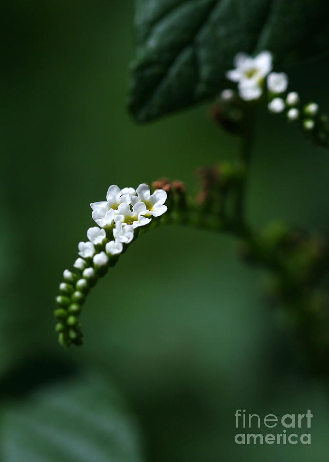 Spray of White Flowers Photograph by Sabrina L Ryan
