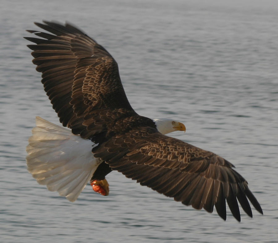 Spread Eagle Photograph by Kym Backland