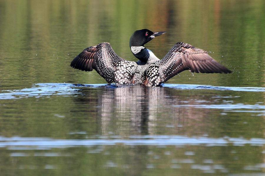 Spread Eagle Loon Photograph by Peter DeFina