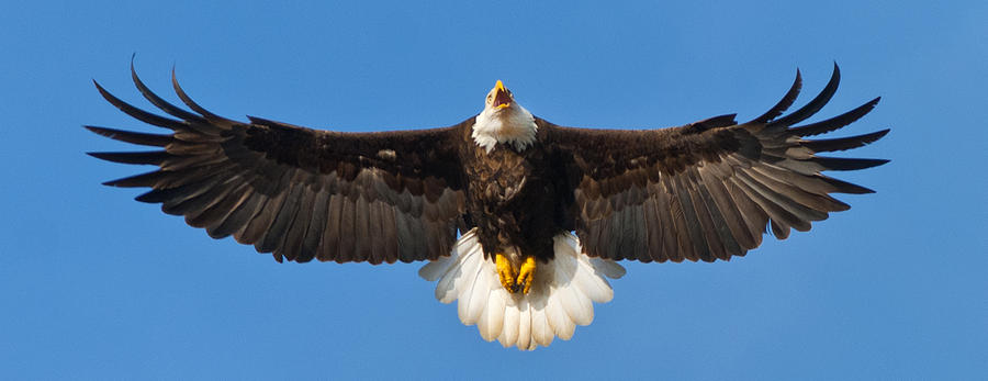 Spread Eagle Photograph by Randall Branham