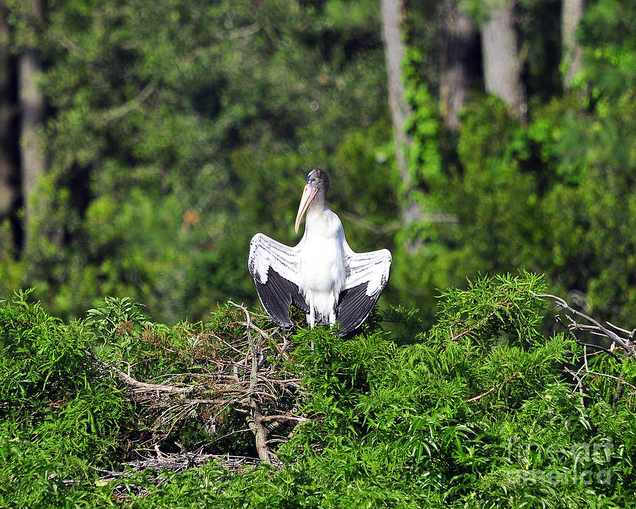 Stork Photograph - Spread Stork by Al Powell Photography USA