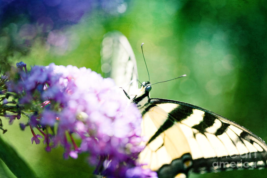 Butterfly Photograph - Spread Your Wings and Fly by Kim Fearheiley