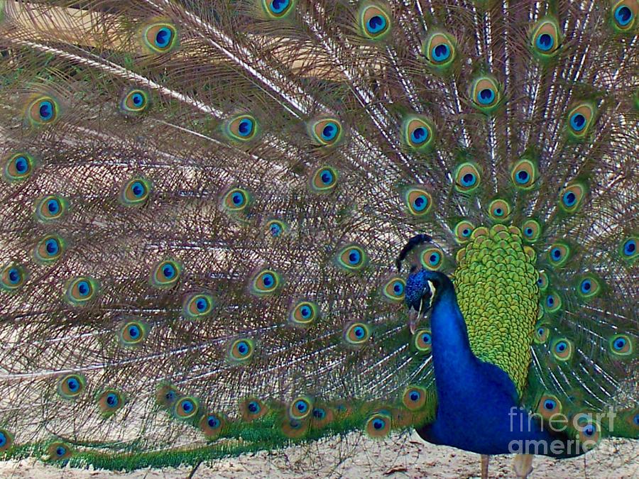 Peacock Photograph - Spreading my Feathers by Melanie Snipes