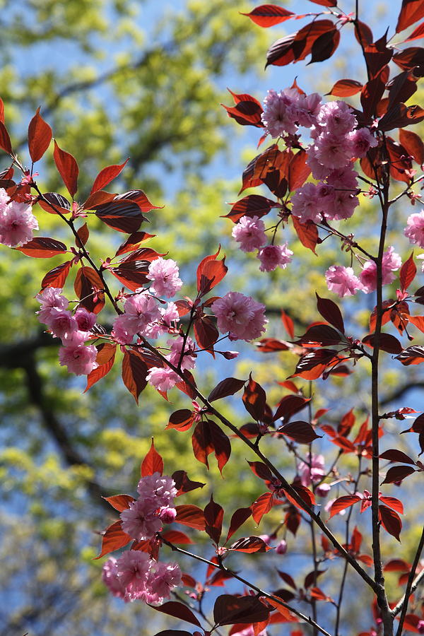Spring Photograph - Spring 2 by Heidi Horowitz Spring Photograph - Spring 2 by Heidi Horowitz